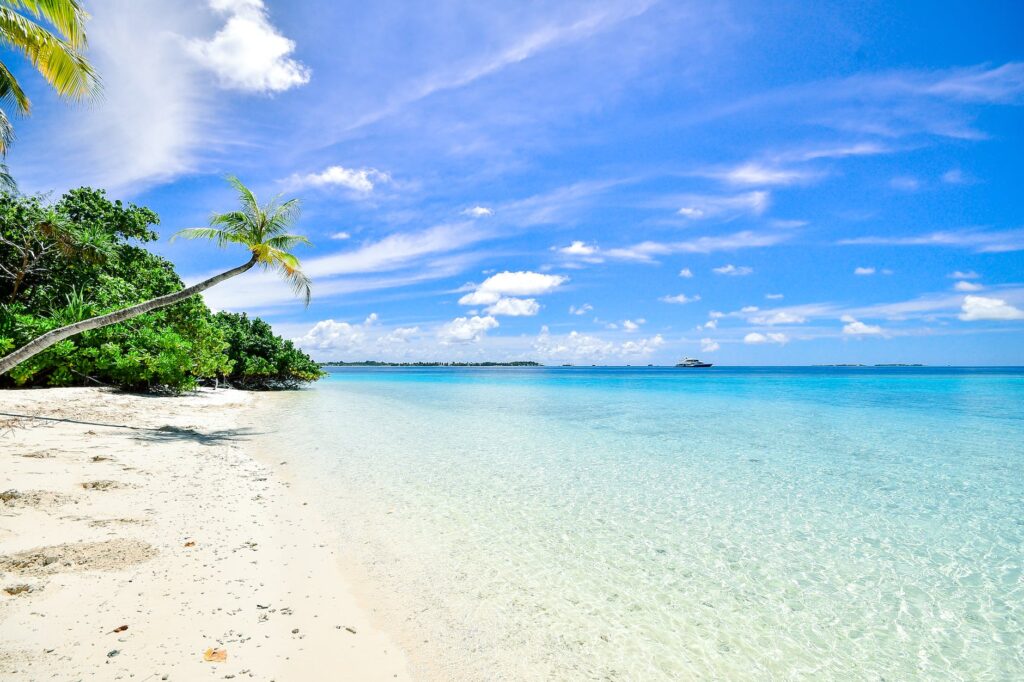 landscape photography of trees on shoreline